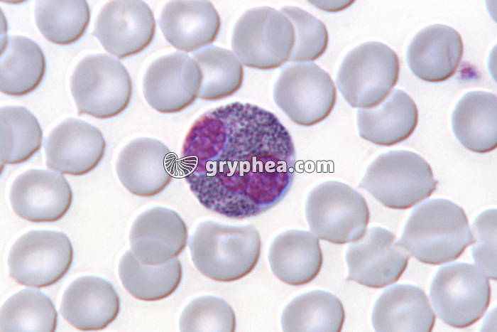 Granulocyte éosinophile x400 - gryphea.org